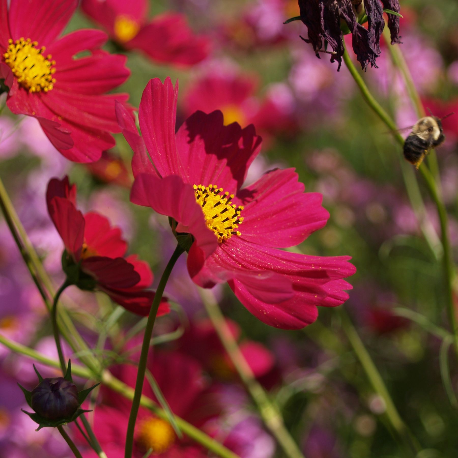 Cosmos flowers of the Casanova Red variety with a bee flying away.