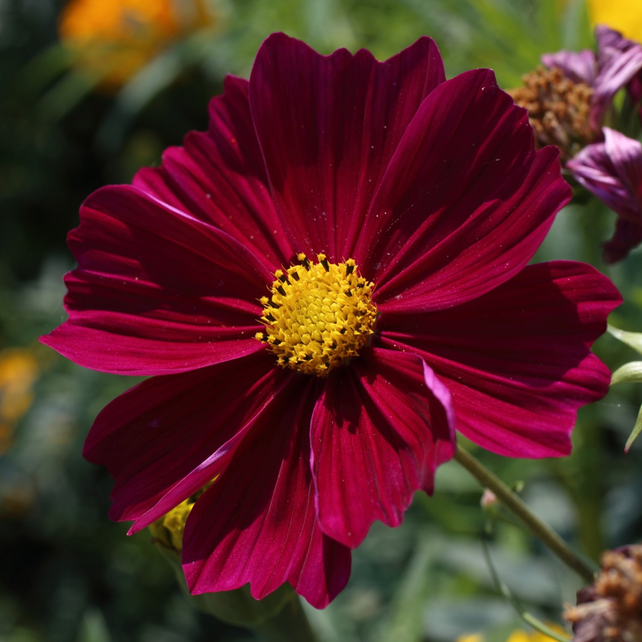Close-up of a Cosmos flower of the Casanova Red variety.