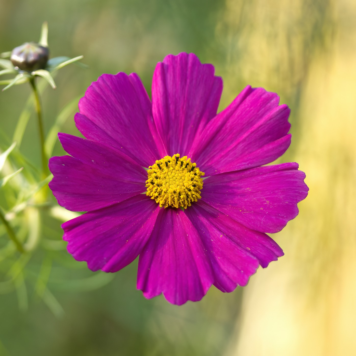 Close-up of a Cosmos flower in the Casanova Violet variety.