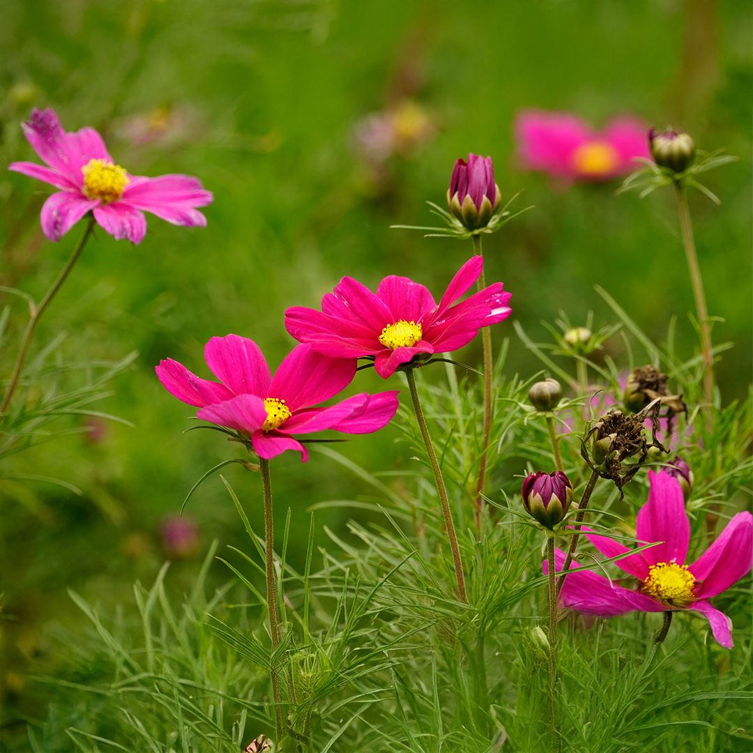 Cosmos flowers in the Casanova Violet variety in the field with a green leafy background.