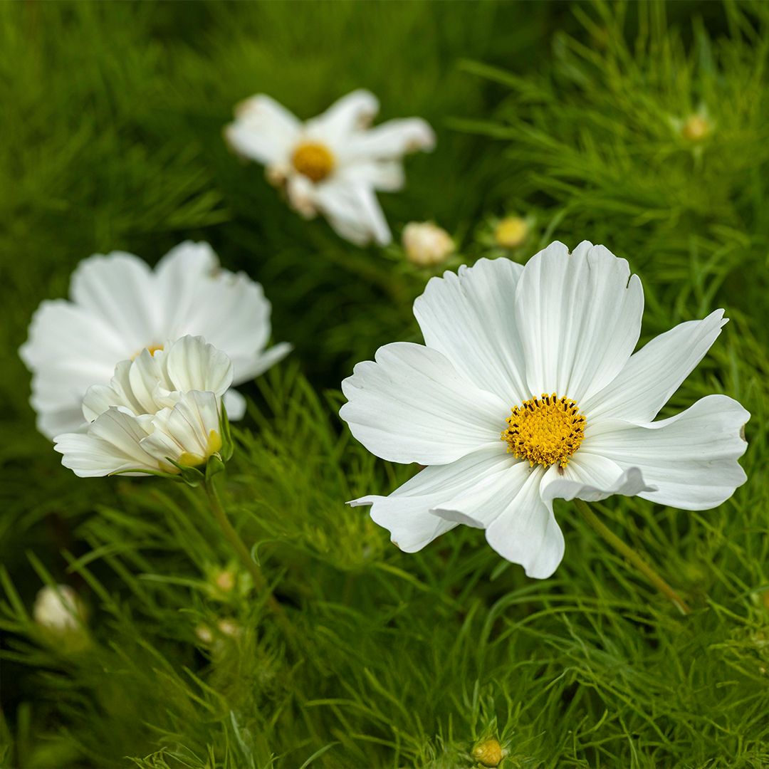 A selection of Cosmos flowers in the Casanova White variety on a green leafy background.