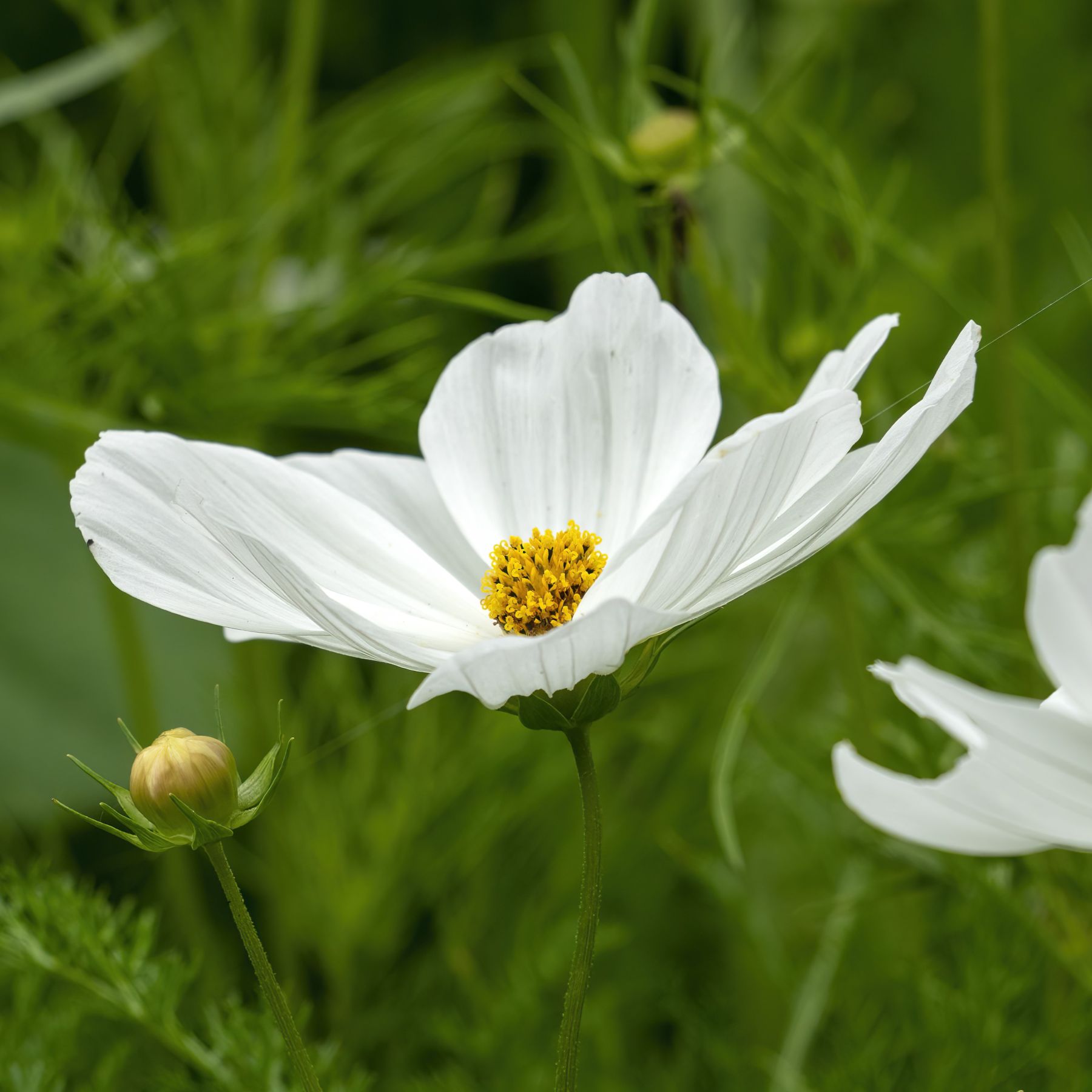 Cosmos flower of the Casanova White variety on a green leafy background.