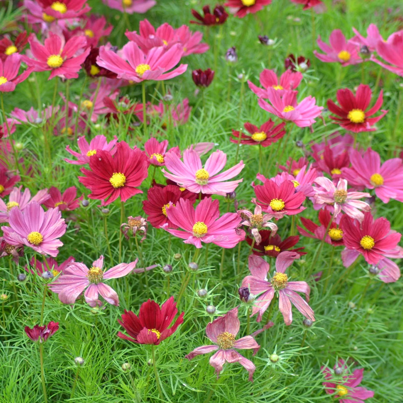 A range of Cosmos flowers of the Casanova Red variety with a leafy green background.