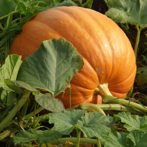 Connecticut Field Pumpkin with bright orange skin growing in a pumpkin patch with leaves and vines