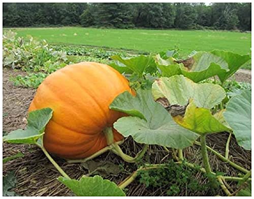 Pumpkin Connecticut Field - Premier Seeds Direct
