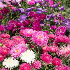 Giant Ray Mix of Aster China flowers in pink, white, and purple