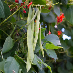 Armstrong Runner Beans growing on the plant with green leaves and red flowers.