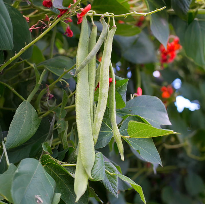 Armstrong Runner Beans growing on the plant with green leaves and red flowers.