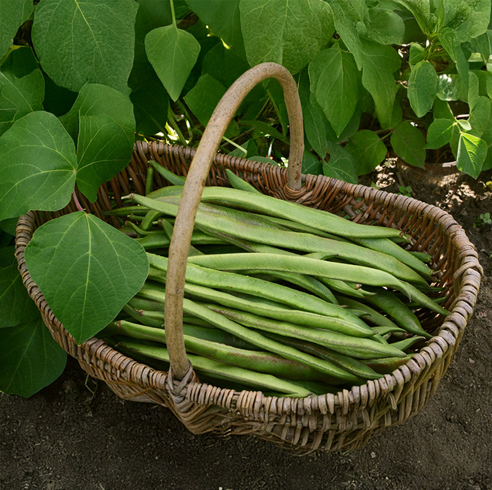 Runner Bean Armstrong - Image 2