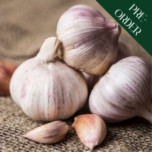 Garlic Cloves - Germidour