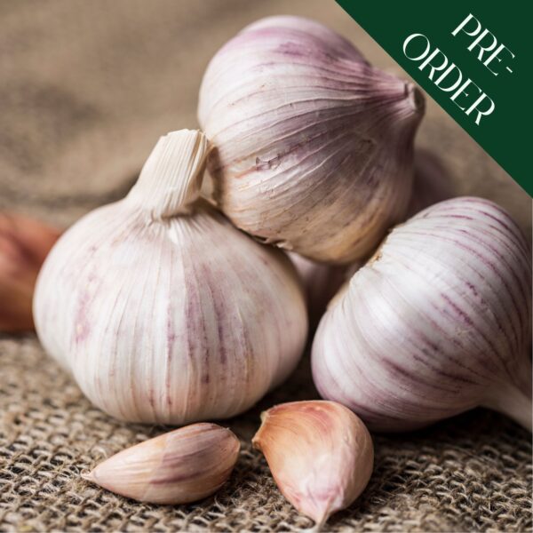 Garlic Cloves - Germidour