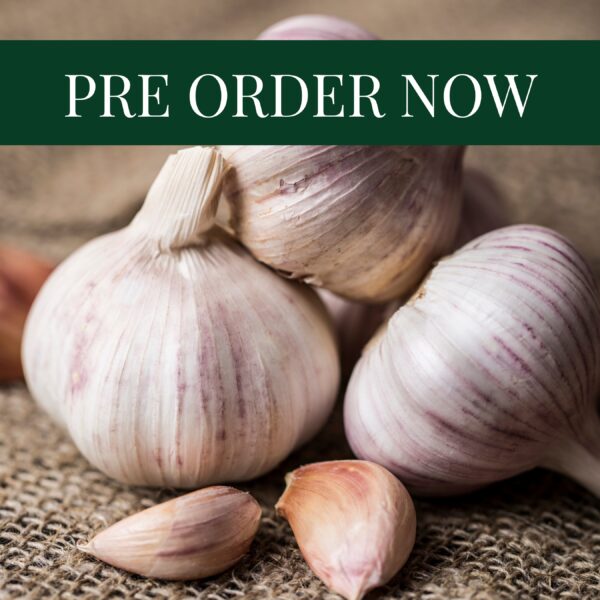 Garlic Cloves - Germidour
