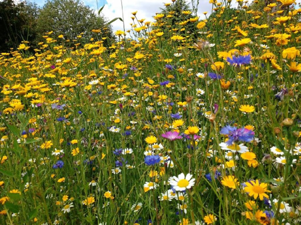 Wildflower Meadow mix - 20 varieties (100% flower seed - no grass ...
