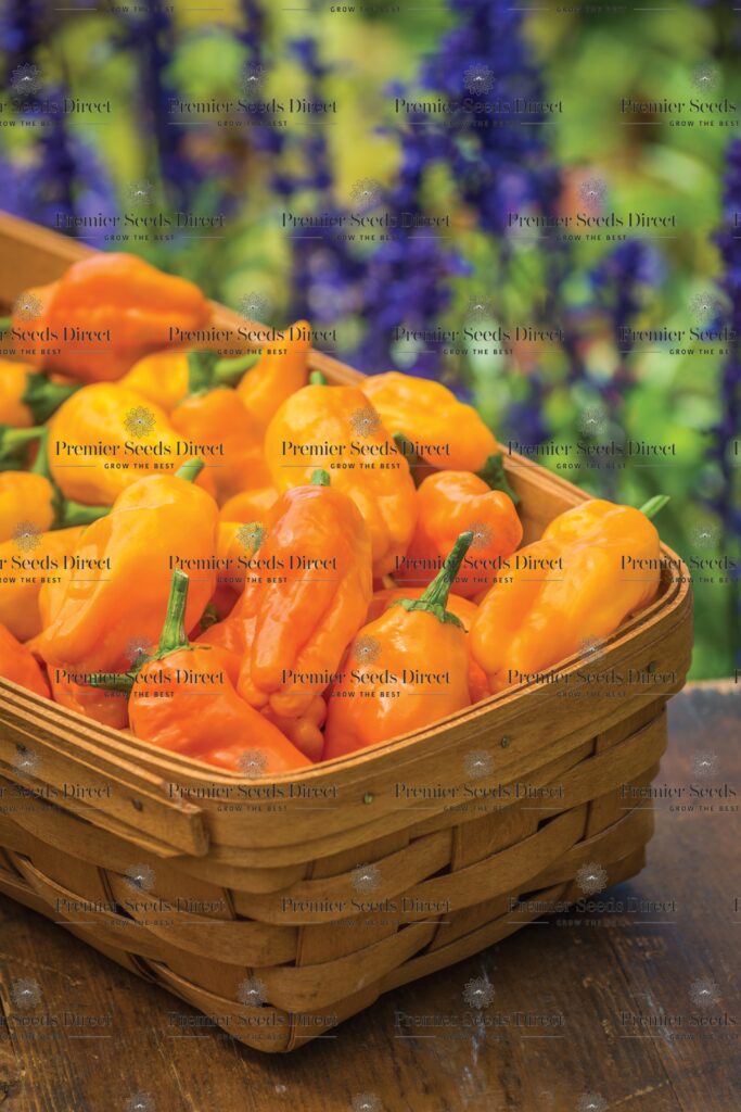 Pepper Hot Pepperoncini Orange Premier Seeds Direct