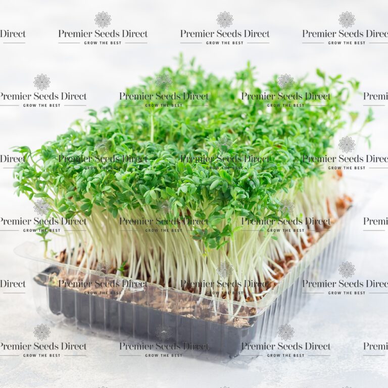 American Land Cress | Herbs | American Land Cress | Premier Seeds ...