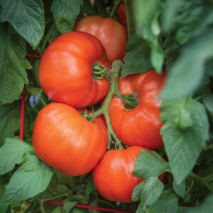 Ripe red Burlesque tomatoes growing on the vine with leafy green foliage