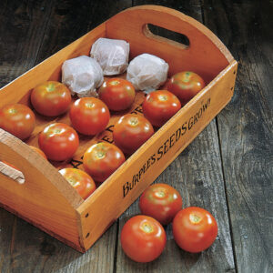 Tomato Burpee's Long Keeper
