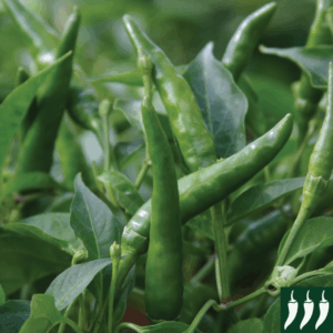 Pepper Hot - Toofan F1