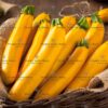 Courgette Banana Song F1