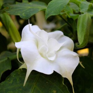 Double White Datura Devil's Trumpet flower it green leaves
