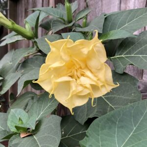 A single Double Yellow Datura Devil's Trumpet flower with green leaves