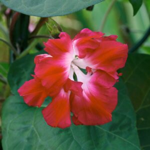 Ruffled Red Ipomoea Morning Glory flower with brilliant red ruffled petals and deep green leaves