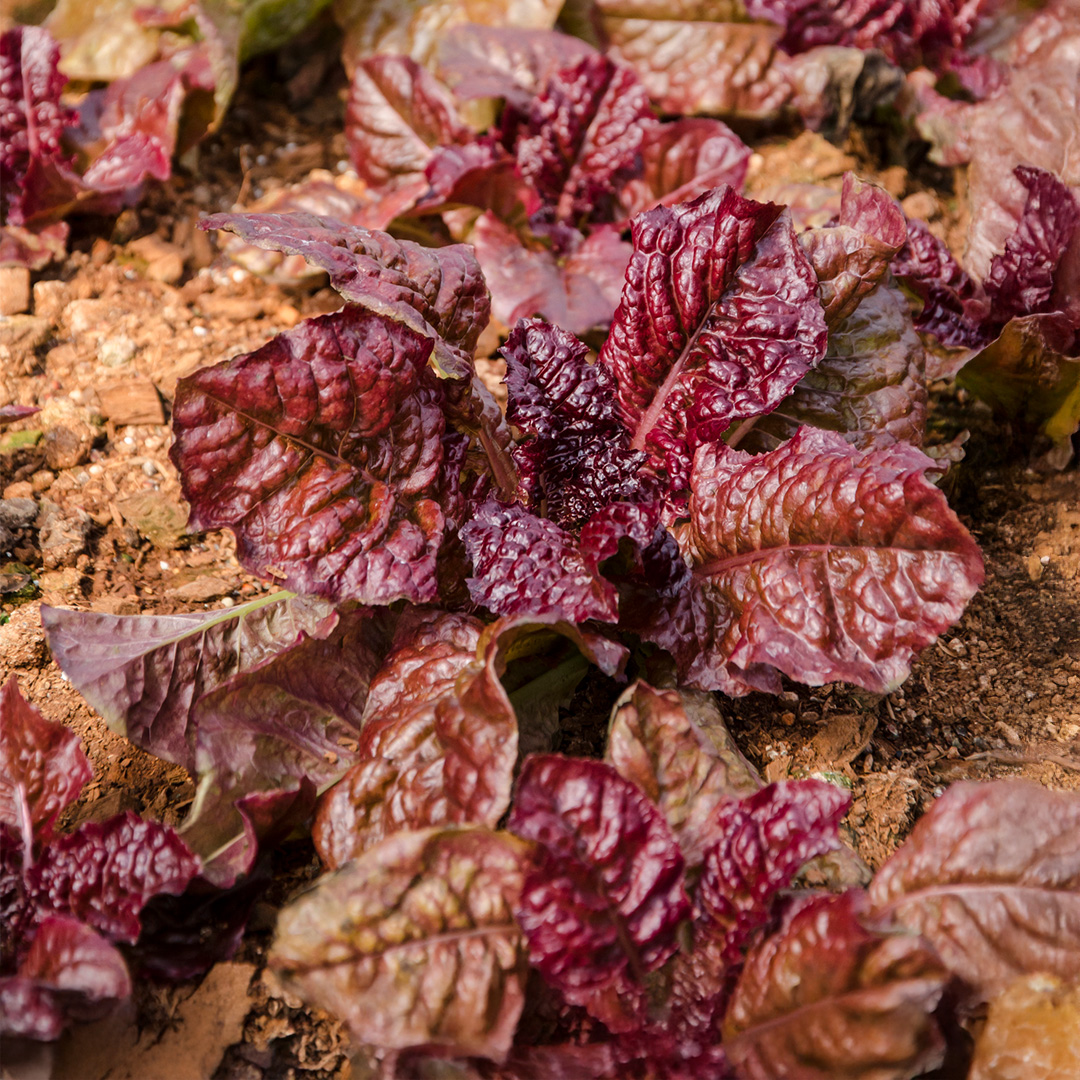Lettuce Apache