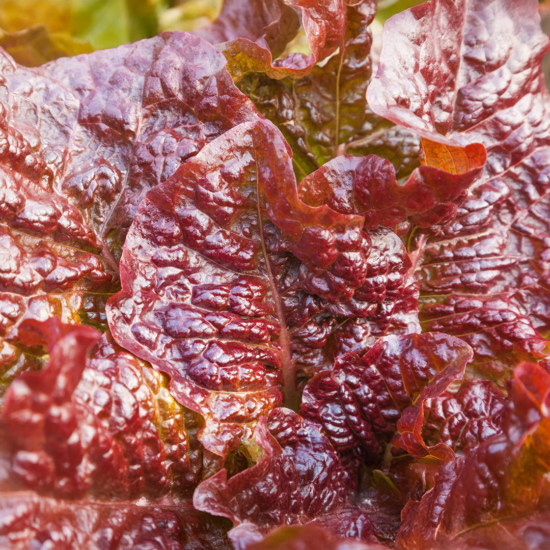 Lettuce Apache - Image 2