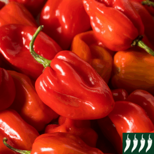 Hot Chilli Pepper- Habanero Red
