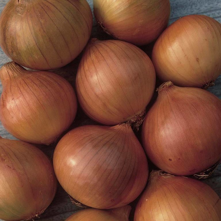 Onion Sets Setton Premier Seeds Direct