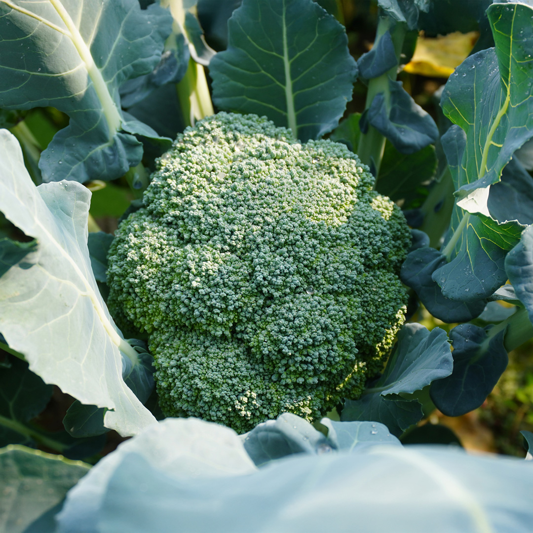 Calabrese Parthenon Broccoli growing in the garden field