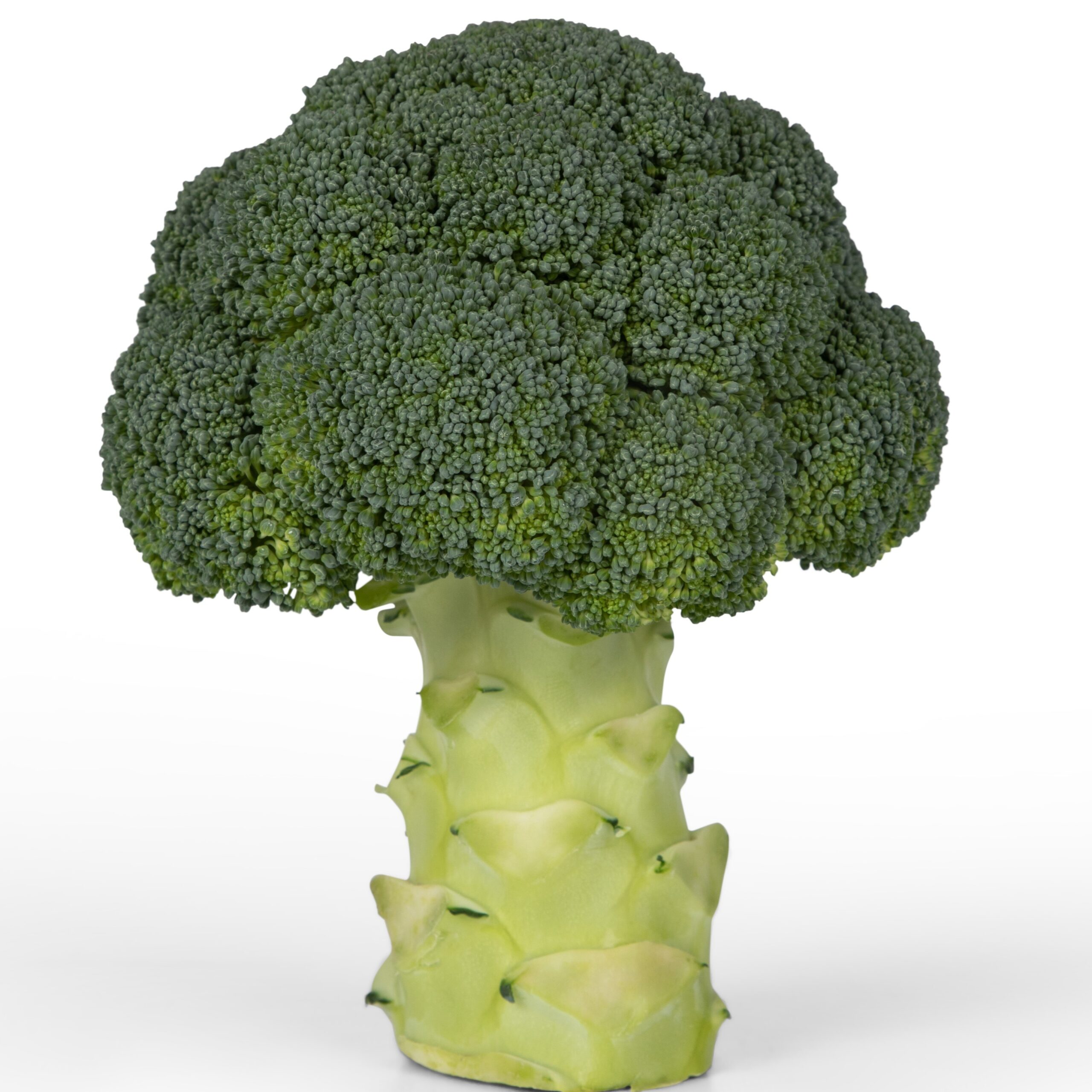 Calabrese Parthenon Broccoli