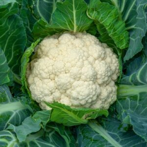 White Candid Charm cauliflower growing on the plant with bright green leaves