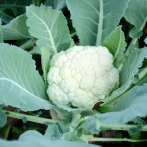 White Excel F1 Cauliflower growing in the vegetable patch with pale green leaves