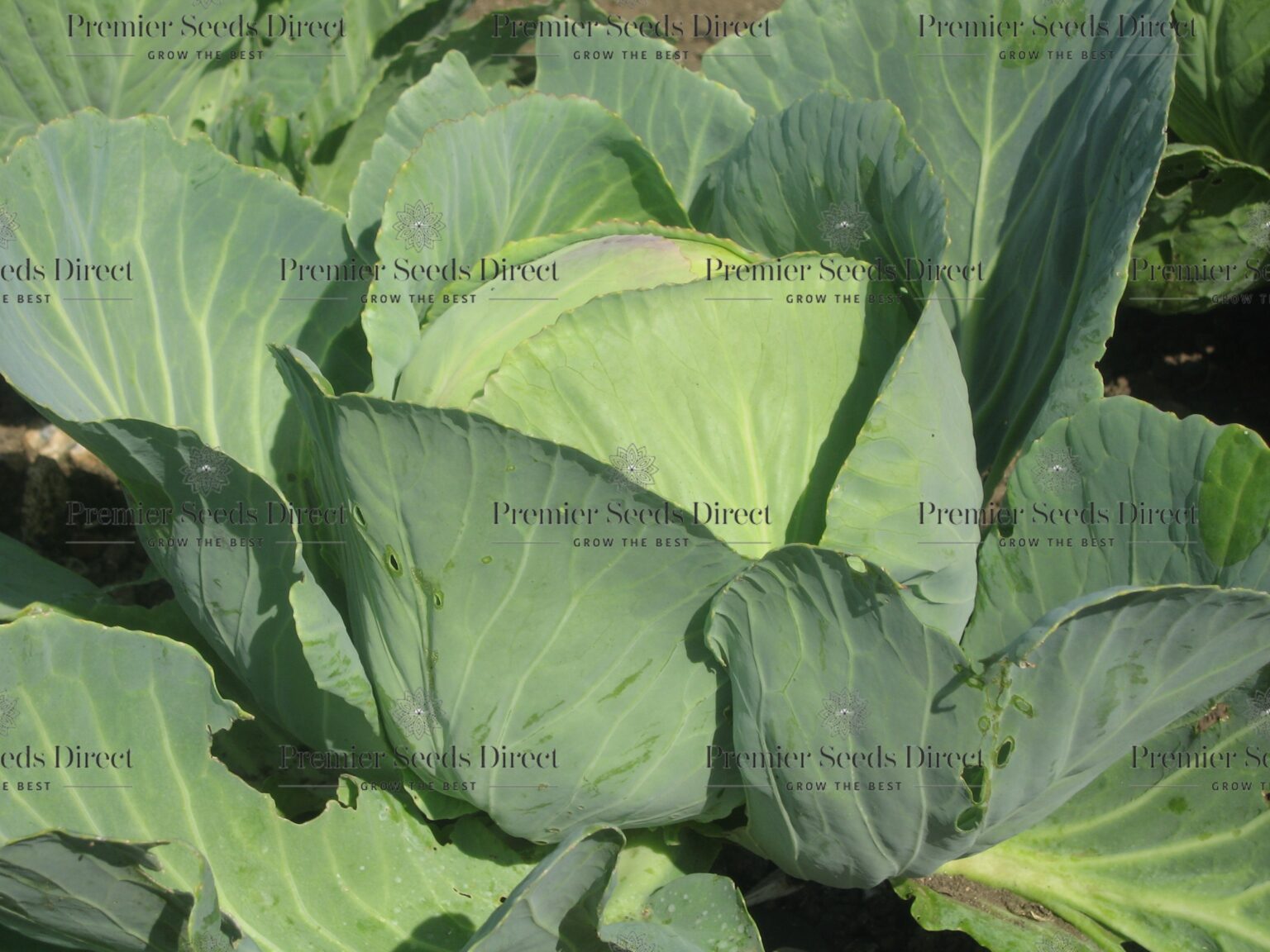 Cabbage Golden Acre Cabbage Premier Seeds Direct ltd