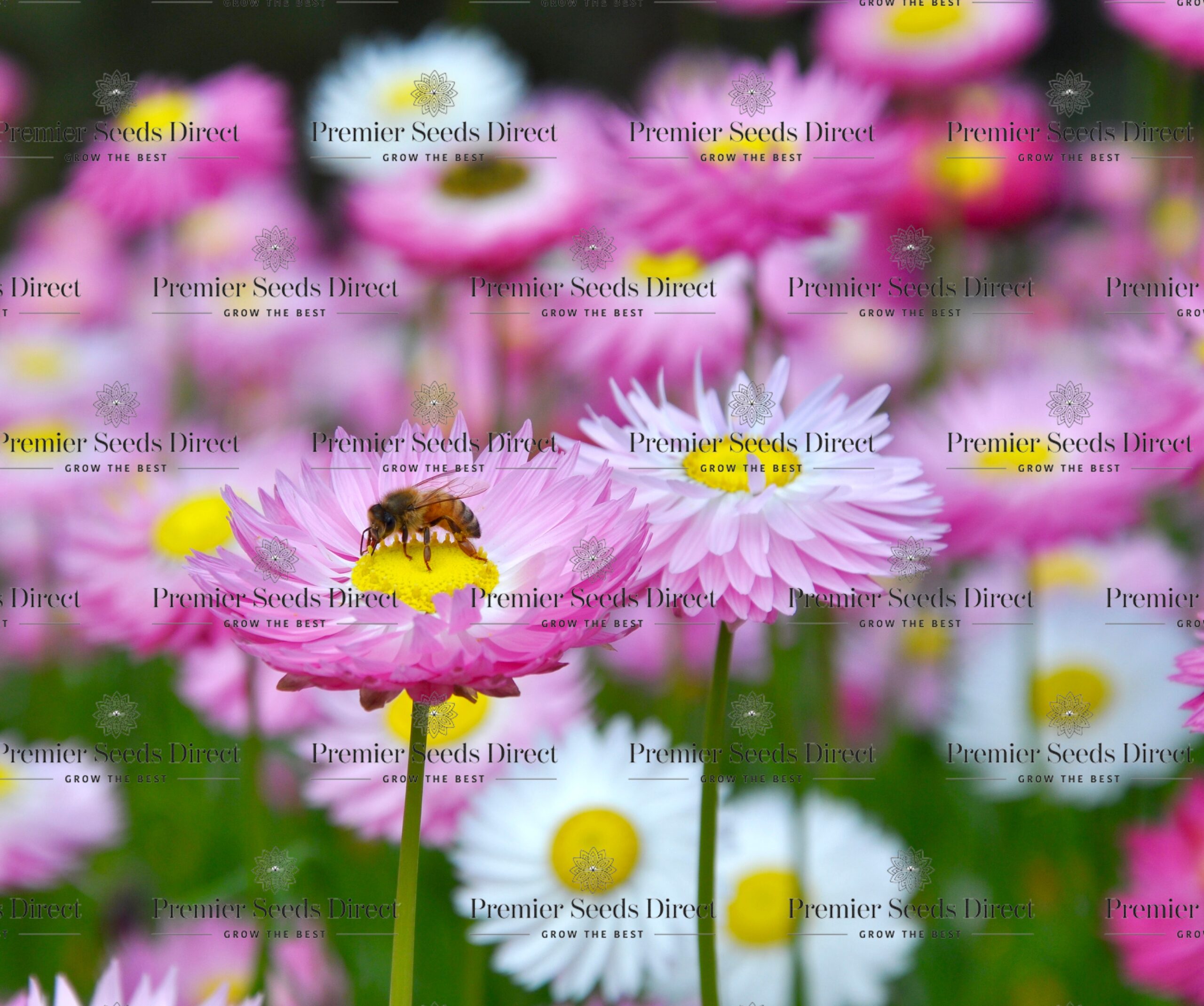 Paper Daisy- Rose seeds