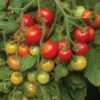 TOMATO CHERRY FALLS
