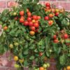 TOMATO CHERRY FALLS - Image 2
