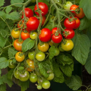 Tomato Cherry Falls