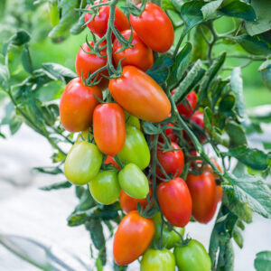 Nagina plum tomatoes ripening on the vine with leafy green foliage