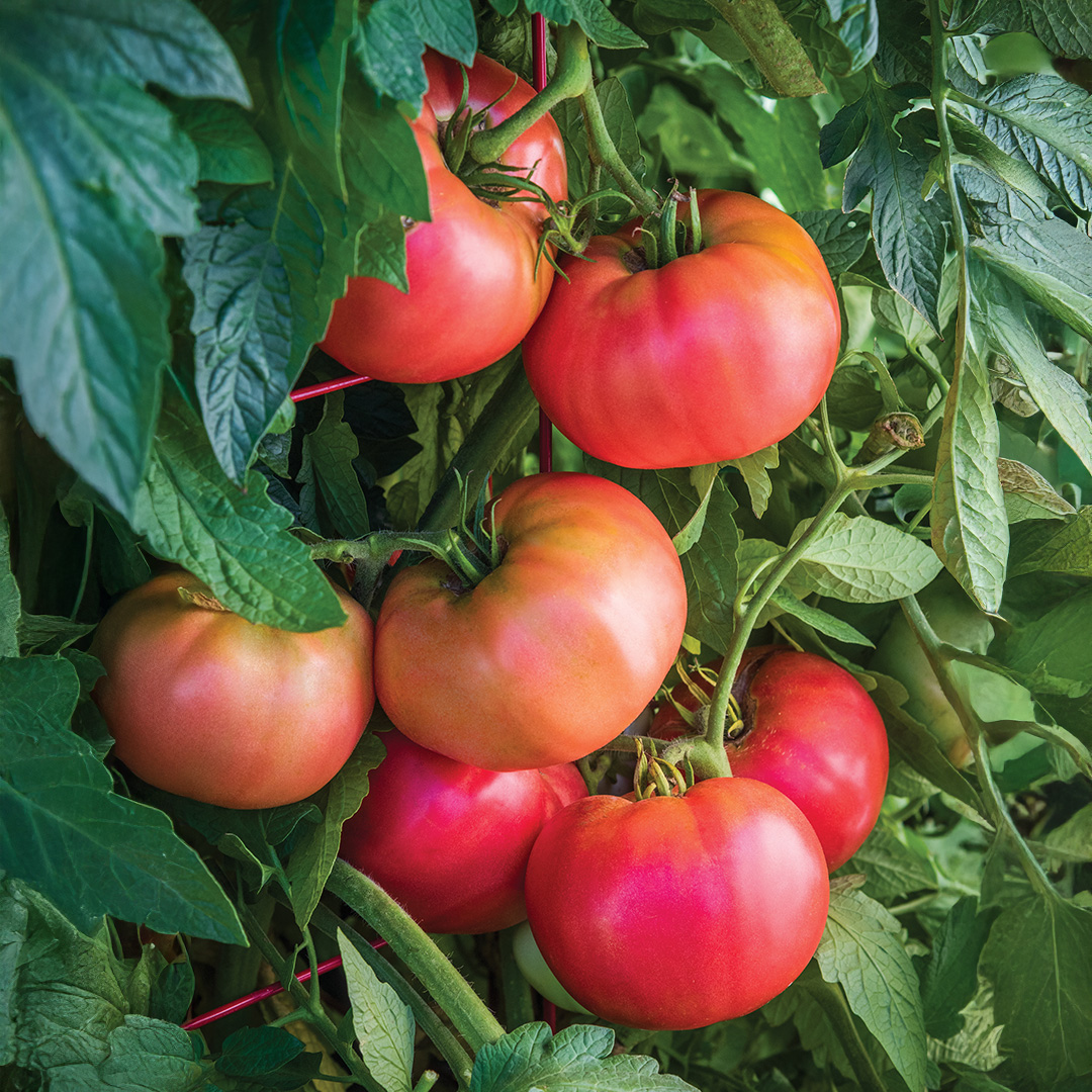 Tomato Rose Crush F1 (Blight Resistant)