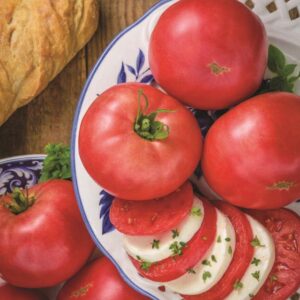 Tomato Rose Crush F1 -Blight Resistant