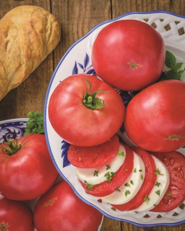 Tomato Rose Crush F1 -Blight Resistant