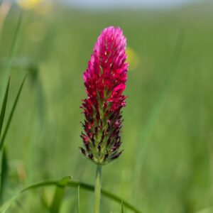 A single crimson clover flower with blurred green background