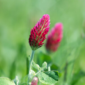 Green Manure Crimson Clover