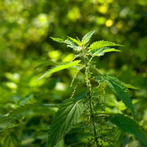 Nettle Seeds