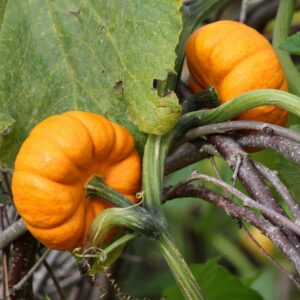 Mini Jack Be Little orange yellow pumpkins growing on the plant with sticks and leafy foliage
