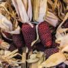 Heirloom Red Popping Corn Strawberry - Image 3