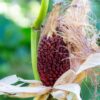Heirloom Red Popping Corn Strawberry - Image 4