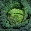 Savoy Cabbage Vertus 2